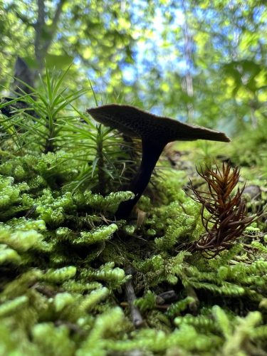 A dark brown funnel-shaped mushroom grows out of a vibrant green moss-covered surface, surrounded by pine needles and blurred foliage in the background.