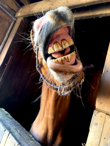 A close-up of a horse mouth. The lips are pulled back to show its gums and teeth