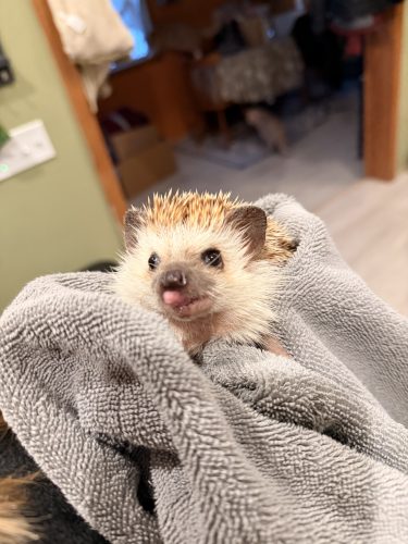 Close-up of a young hedgehog wrapped in a soft gray towel, with its face peeking out and nose pointing slightly upwards.
