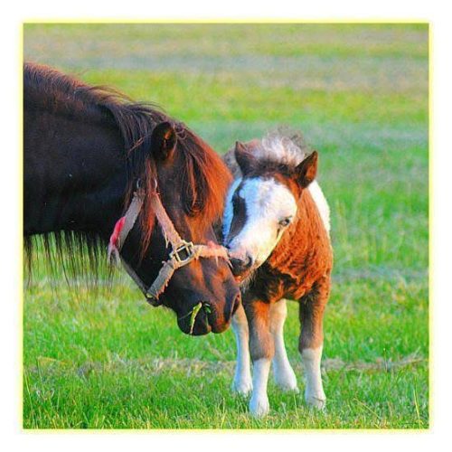 a large horse and a small horse nuzzling one another