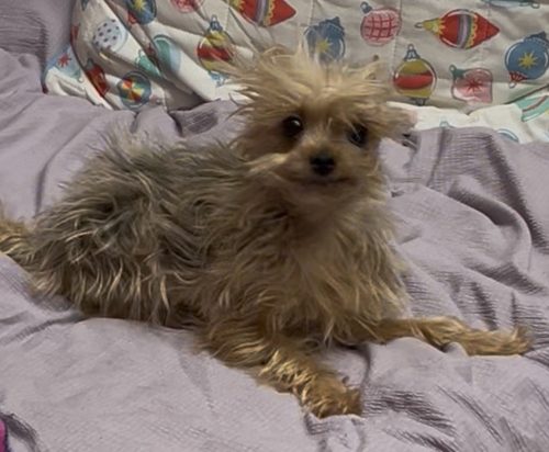 A small terrier mix dog with shaggy, light brown fur lies on a purple textured blanket.