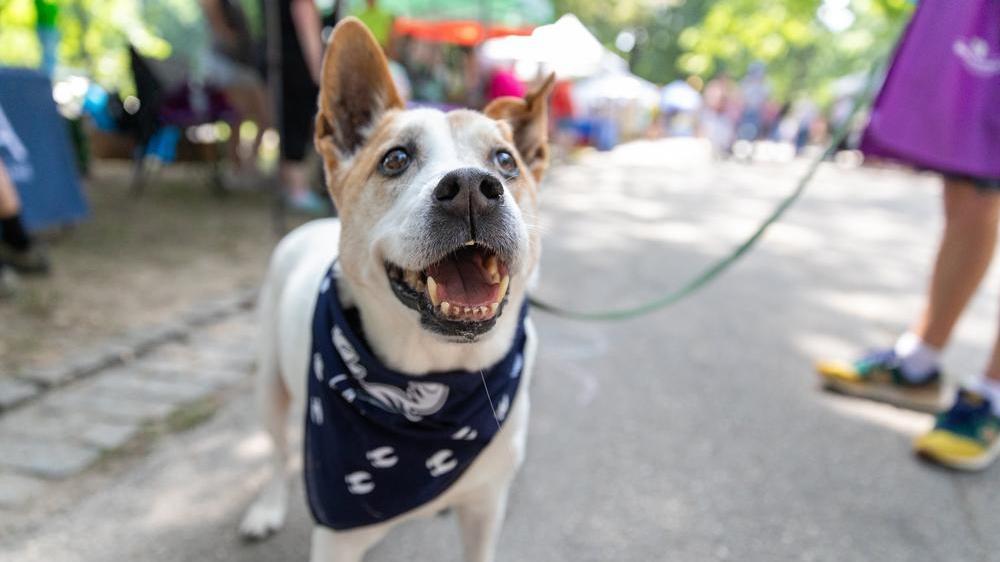 A happy dog wearing a navy blue bandana with the UMA logo stands on a paved path at an outdoor event. The dog’s mouth is open as if smiling, with people and vendor tents blurred in the sunny background.