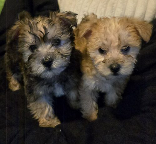 Two fluffy puppies, one dark gray and tan, the other light tan, stand close together.