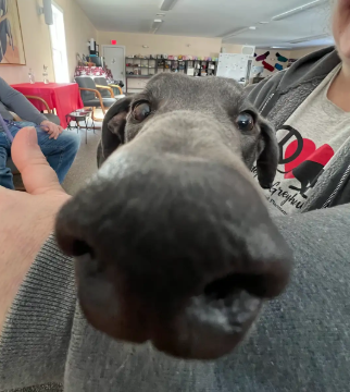 Close-up, nose-forward shot of a greyhound's face with large, expressive eyes looking directly at the camera, its long snout dominating the foreground.