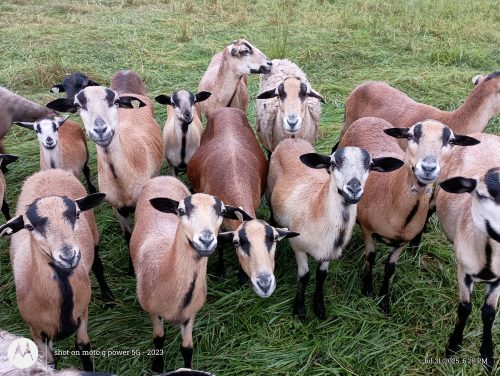 A flock of brown and white sheep with black faces and ears stand on a grassy field, looking directly at the camera.