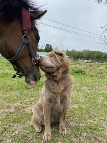 A brown horse wearing a bridle leans down to nuzzle a seated brown dog with wrinkled skin in a grassy field.