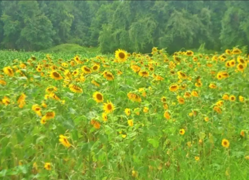A vast field of blooming sunflowers with bright yellow petals and dark centers, stretching towards a dense green forest in the background under a hazy sky.