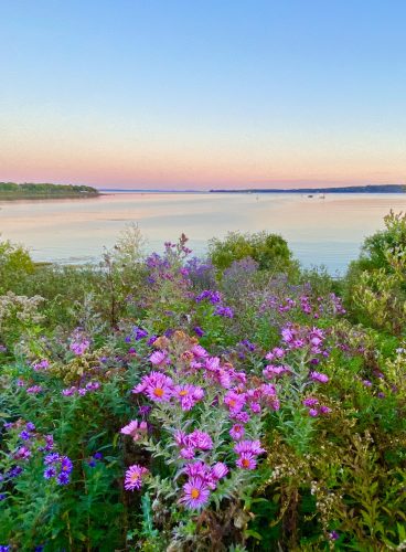 A foreground of vibrant pink and purple asters and green foliage overlooks a calm body of water at sunset. The sky transitions from a soft pink at the horizon to a clear blue overhead. In the distance, a tree-lined shore and a few sailboats are visible.