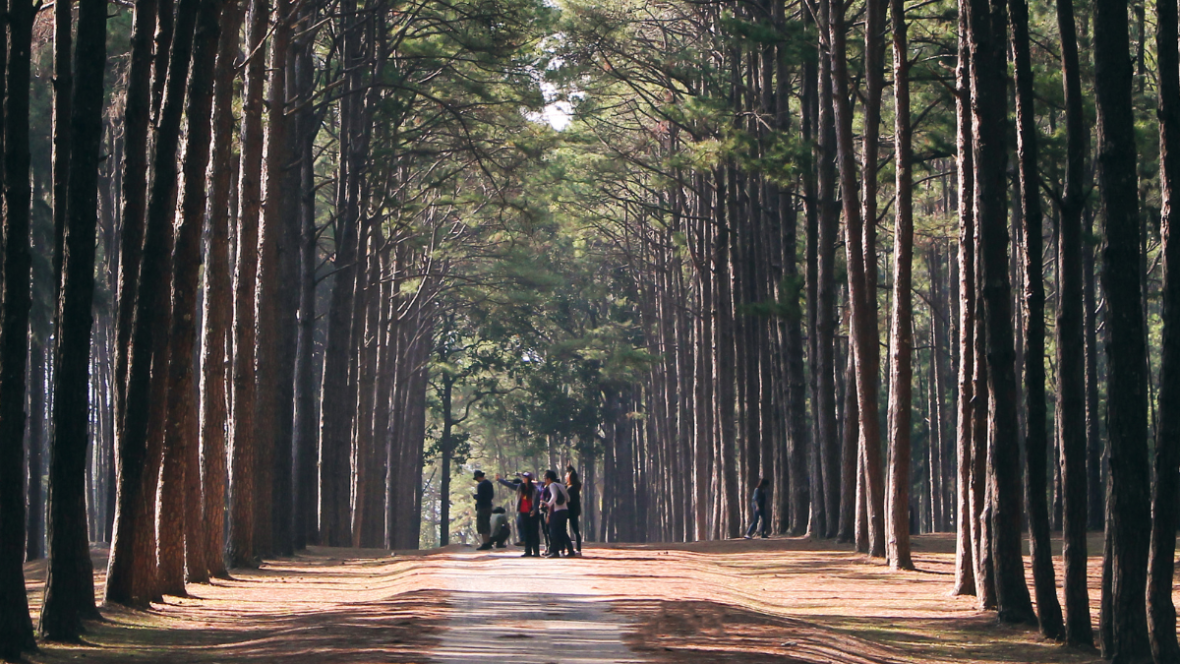 A crowd of people in a forest