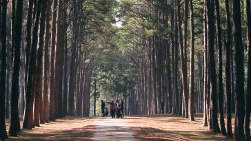 A crowd of people in a forest