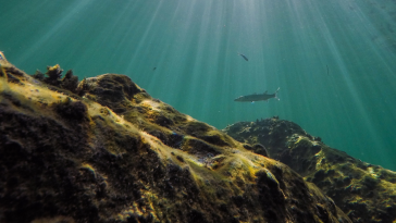 Ocean depths with fish swimming around