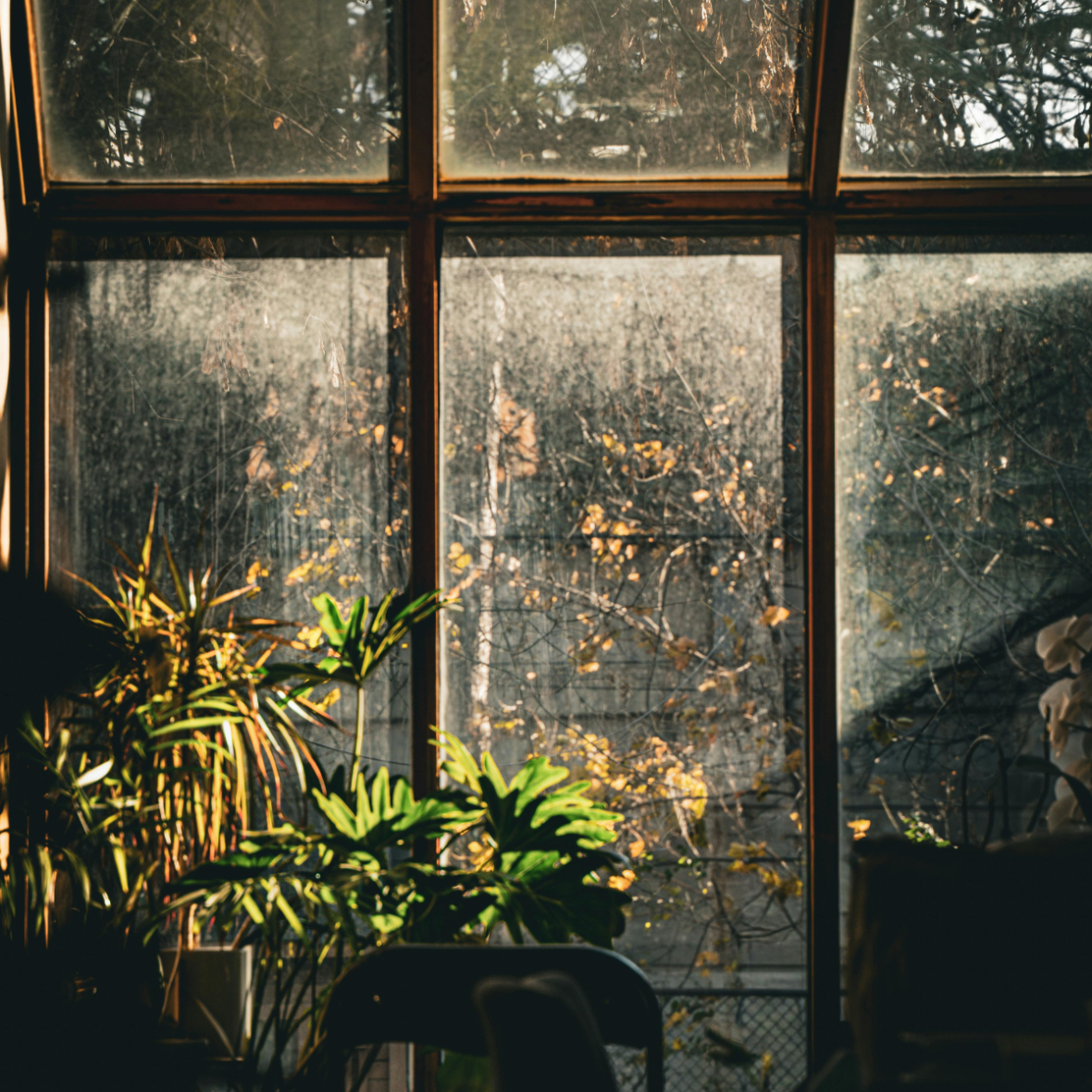 a window pane and plants