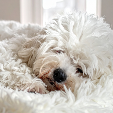 a fluffy white dog