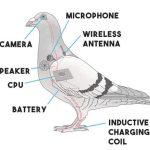 Illustrated diagram of a pigeon labeled with fake electronic parts like a camera, microphone, CPU, battery, and antenna, presented as a humorous prank suggesting the bird is a surveillance device