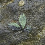 Three green leaves with raindrops arranged like a small sprout on a dark, wet stone surface.
