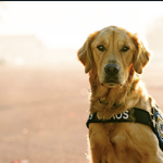 Golden retriever wearing a service dog vest sits alert on a sunlit path, facing the camera with a calm, attentive expression.