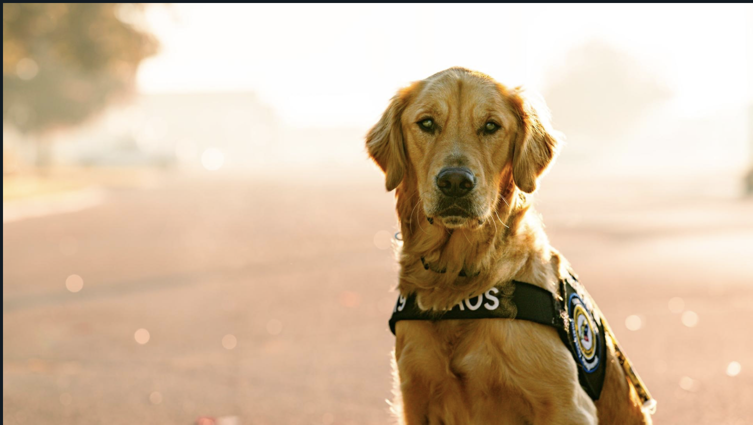 Golden retriever wearing a service dog vest sits alert on a sunlit path, facing the camera with a calm, attentive expression.