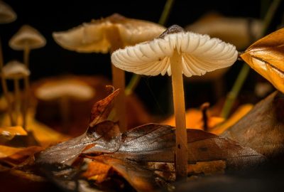 Decorative image of small mushrooms growing among fallen leaves