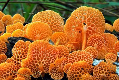 Decorative image of orange pore fungus