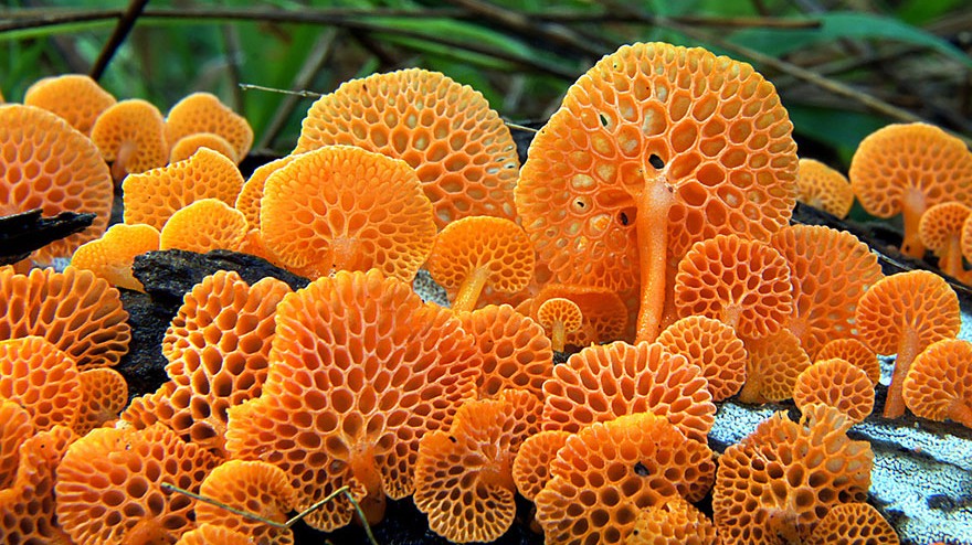 Decorative image of orange pore fungus