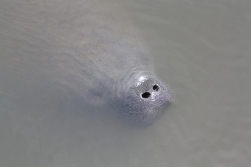 A close-up photo of a manatee poking its nose out of the water.