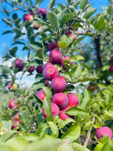 Close-up of a branch laden with ripe, deep red apples, surrounded by vibrant green leaves against a bright blue sky.
