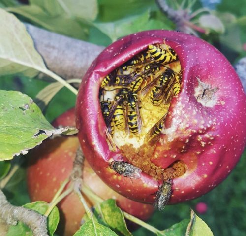 A red apple with bees inside eating the flesh of the apple.