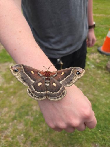 Large brown, beige, and red moth sitting on a human wrist with wings spread