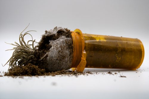 Small plant growing out of a prescription medication bottle.