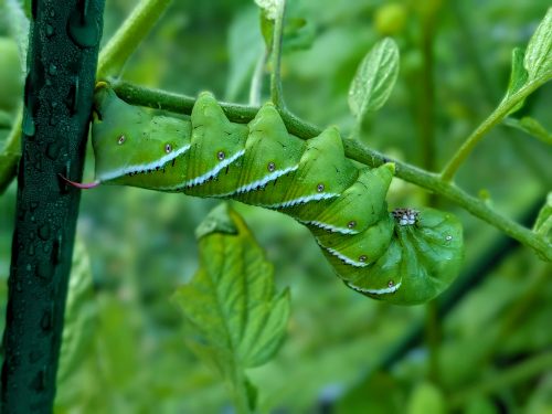 A Hornworm hanging upside down