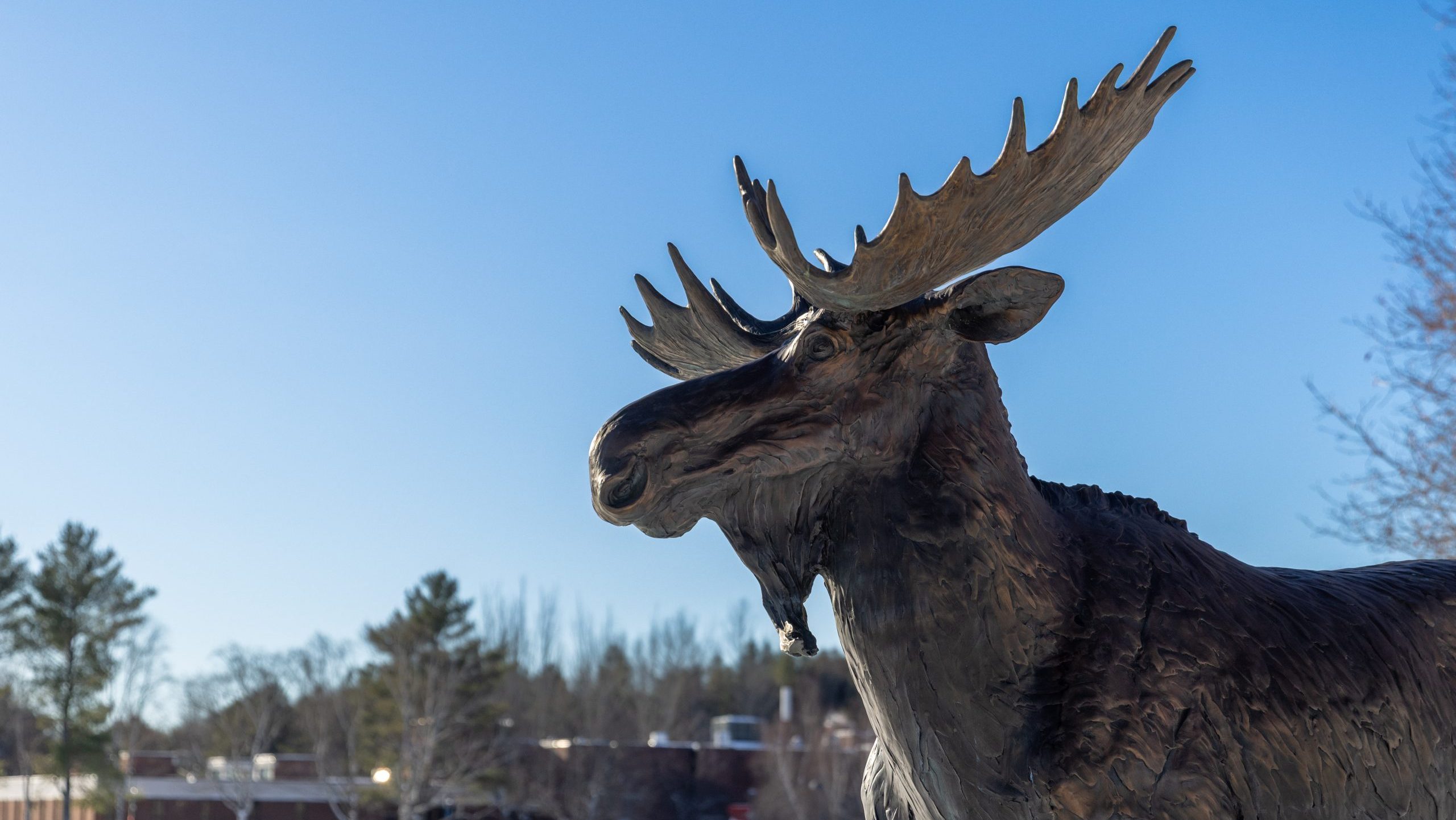 Moose statue outside on UMA Augusta campus