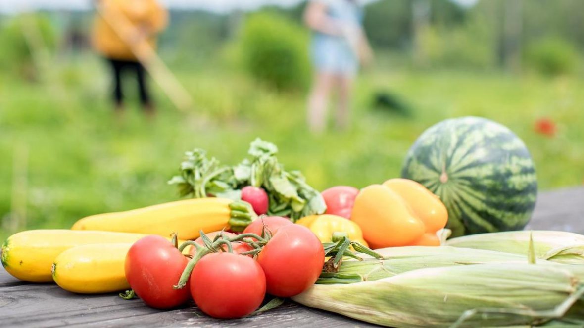 Fresh produce from the UMA community garden sitting on a picnic table, UMA community members gardening out of focus in the background.