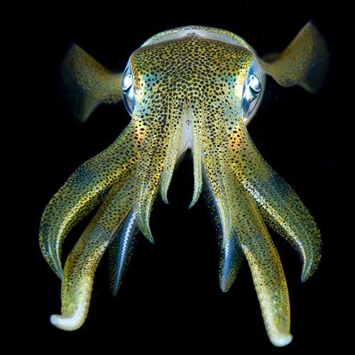 Cuttlefish