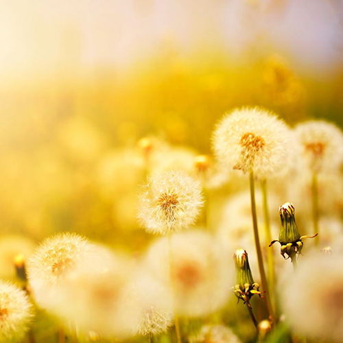 dandelions