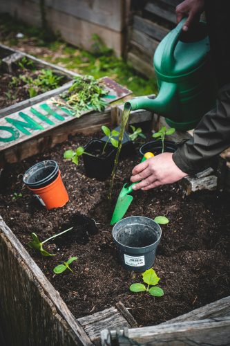 A garden bed with seedlings being planted. A person is holding a watering can, pouring water over the plants.