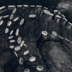 Dark, close-up artwork of overlapping octopus tentacles, with rows of pale suction cups standing out against the nearly black forms.