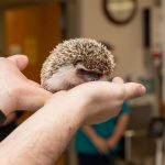 A small hedgehog rests in a person’s cupped hands inside a veterinary setting.
